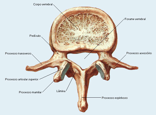 vertebra lombar netter.jpg (41 KB)